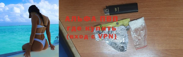 сатива Новозыбков